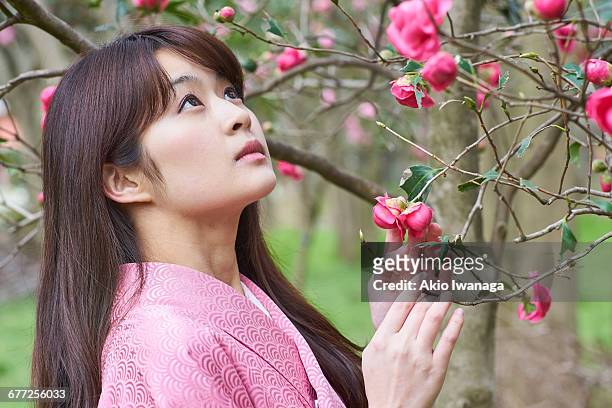 women of cherry blossom and kimono - akio iwanaga 個照片及圖片檔