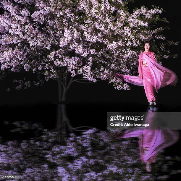 women of cherry blossom and kimono - akio iwanaga stock pictures, royalty-free photos & images