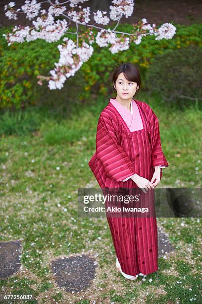 women of cherry blossom and kimono - akio iwanaga 個照片及圖片檔