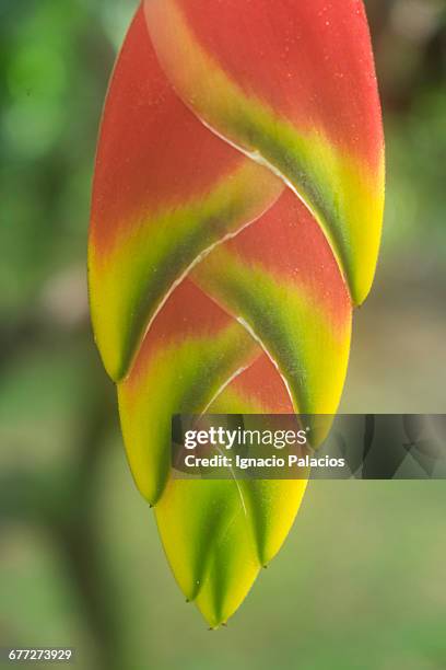 canopy flower rainforest - tree canopy pattern fotografías e imágenes de stock