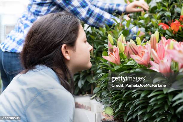 jovem eurasiana cheirando flores de liliy no garden centre - asiatic lily - fotografias e filmes do acervo