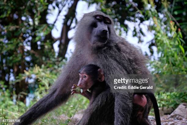gombe stream national park - baboon stock pictures, royalty-free photos & images