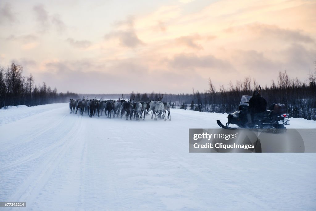 Herding reindeer on snowmobile