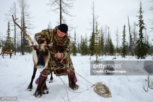 nenets herder roping reindeer - nenets stock pictures, royalty-free photos & images