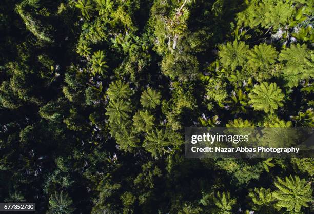 aerial view of new zealand native forest. - forest new zealand stock-fotos und bilder