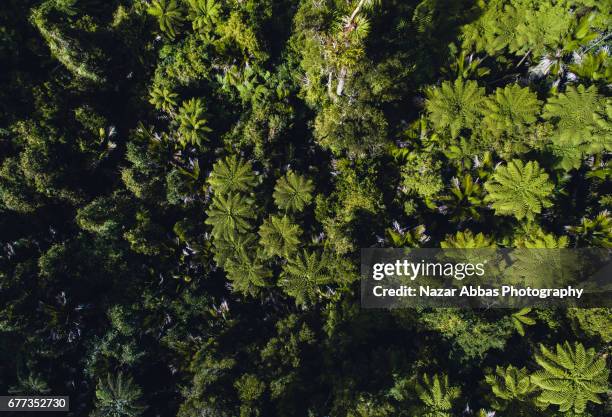 aerial view of new zealand native forest. - forest new zealand stock pictures, royalty-free photos & images