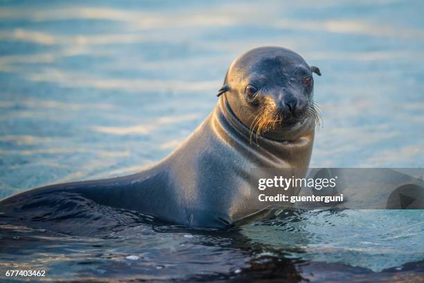 baby sea lion (zalophus wollebaeki) at the galapagos islands - galapagos sea lion stock pictures, royalty-free photos & images