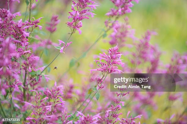 mexican sage - mexican bush sage stock pictures, royalty-free photos & images