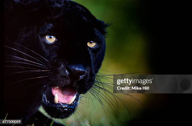 black panther (jaguar) - black panthers cat stock pictures, royalty-free photos & images