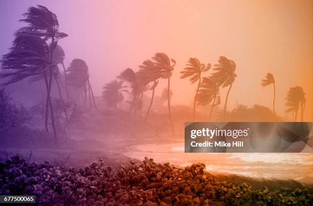 hurricane winds - vortex stock pictures, royalty-free photos & images