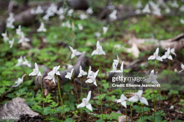 flowers in the shape of wind turbines, argentina, 2013 - production d'énergie stock-fotos und bilder