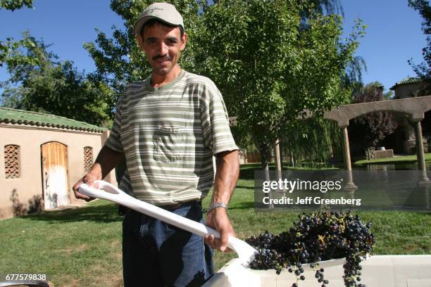 Man with a shovel of grapes at Casa Rodena Winery.