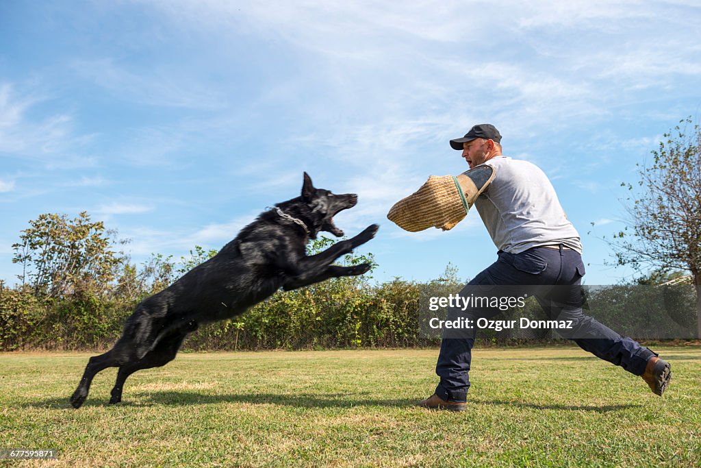 Belgian shepherd dog training