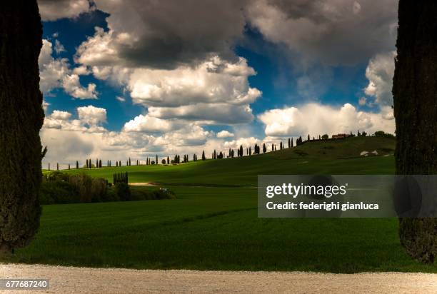 cipressini - prato rasato stock pictures, royalty-free photos & images