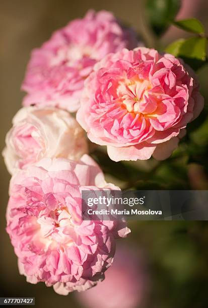 6,566 Maria Rose Stock Photos, High-Res Pictures, and Images