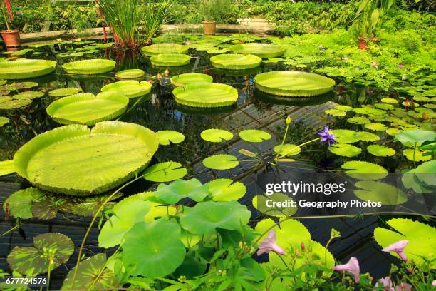 Amazon water lily flower and floating leaves, Water Lily House, Royal Botanic Gardens, Kew, London, England, UK.