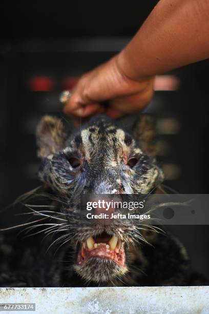 An endangered Sumatran Clouded Leopard rescued on May 03, 2017 in West Sumatra, Indonesia. The leopard slumped while being transferred to a temporary...