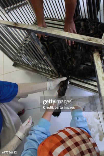 An endangered Sumatran Clouded Leopard rescued on May 03, 2017 in West Sumatra, Indonesia. The leopard slumped while being transferred to a temporary...