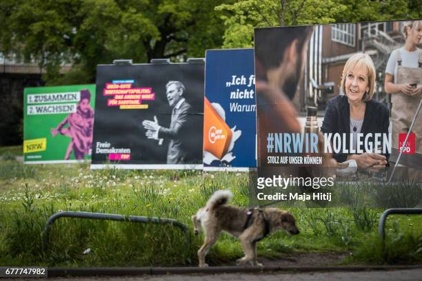 Dog is seen near election campaign billboards of the German Social Democrats , the German Christian Democrats , Free Democratic Party (Freie...