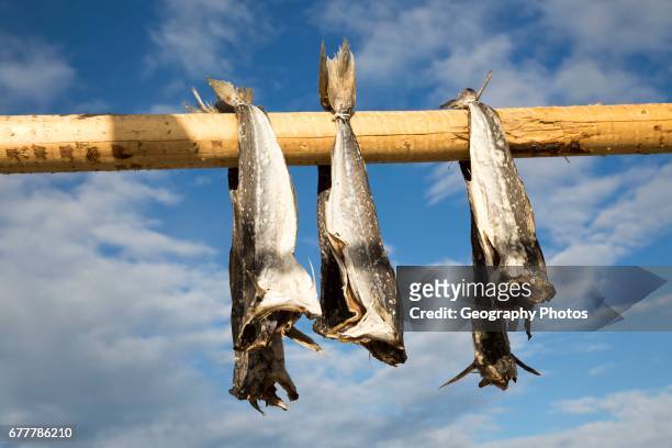 Cod fish drying outside on wooden pole, Svolvaer, Lofoten Islands, Nordland, Norway.