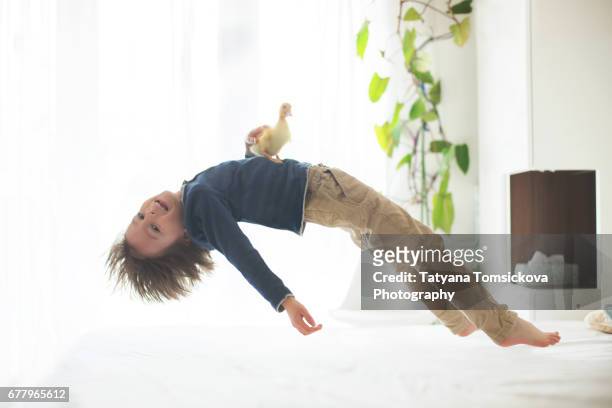 preschool child, levitating over the bed, little duckling sitting on his belly - little kids belly imagens e fotografias de stock