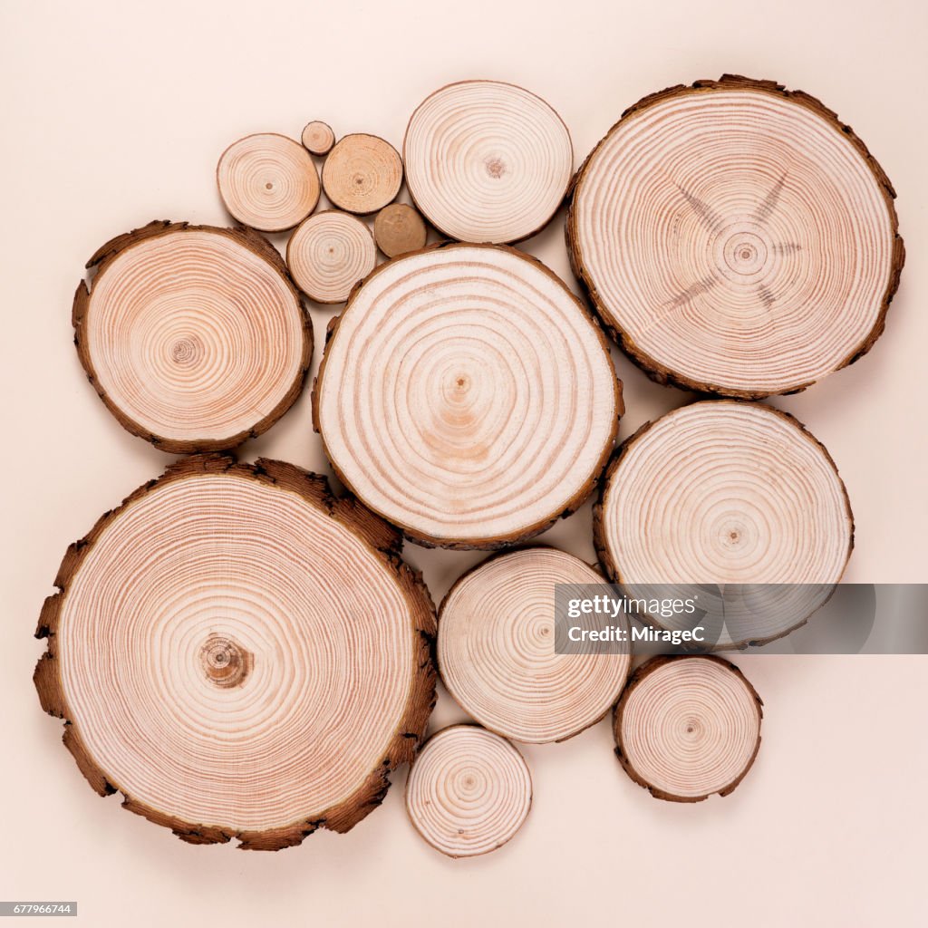 Tree Wood Log Slices