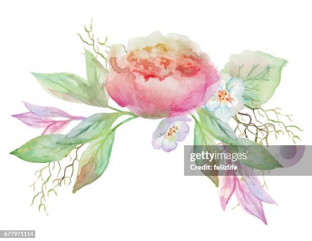 beautiful watercolor flowers - peonies vector stock illustrations