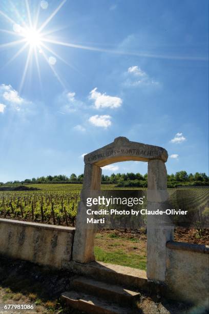 chevalier-montrachet vineyards, burgundy, france - montrachet cote de beaune fotografías e imágenes de stock
