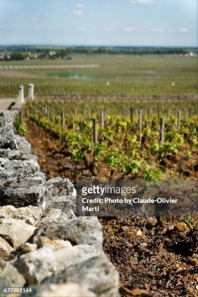 burgundy stonewalls, clos and vineyards - montrachet cote de beaune fotografías e imágenes de stock