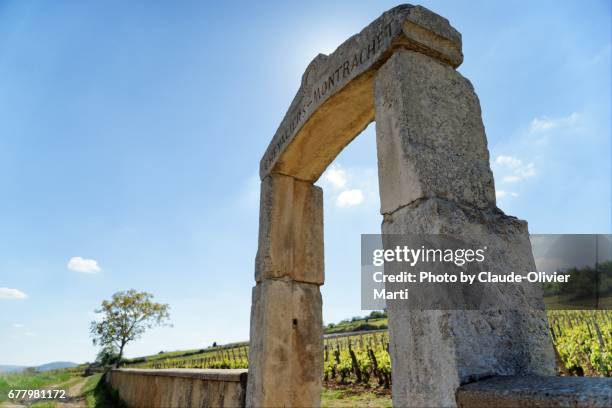 chevalier-montrachet vineyards, burgundy, france - montrachet cote de beaune fotografías e imágenes de stock