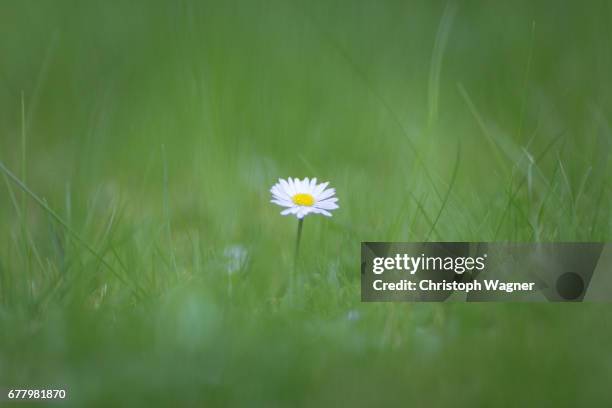 frühling - hausgarten 個照片及圖片檔