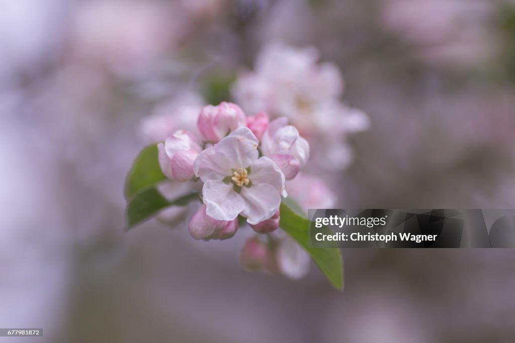 Frühling