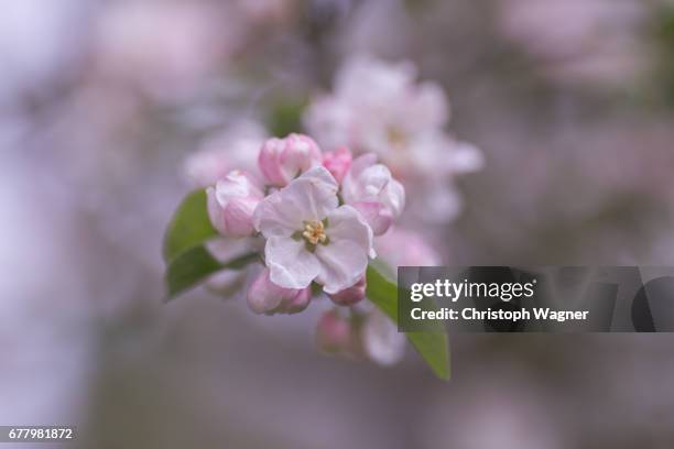 frühling - hausgarten 個照片及圖片檔