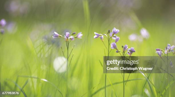 frühling - gesundheitswesen und medizin photos et images de collection