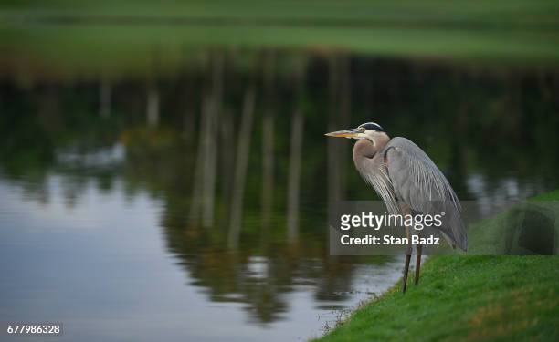 Great Blue Heron waits along the sixth hole prior to THE PLAYERS Championship on THE PLAYERS Stadium Course at TPC Sawgrass on May 2 in Ponte Vedra...