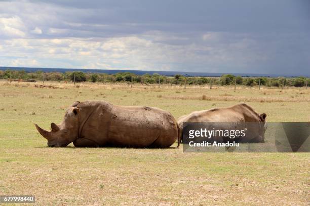 Northern white rhinoceroses are seen at Ol Pejeta Conservancy, a 90,000-acre not-for-profit wildlife conservancy, in Central Kenya's Laikipia County...