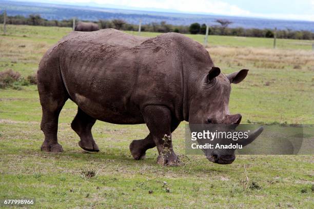 Northern white rhinoceros is seen at Ol Pejeta Conservancy, a 90,000-acre not-for-profit wildlife conservancy, in Central Kenya's Laikipia County on...