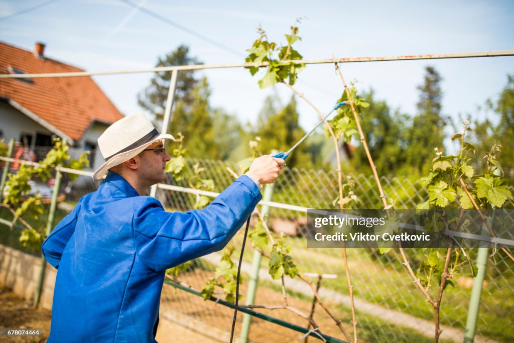Winemaker in vineyard