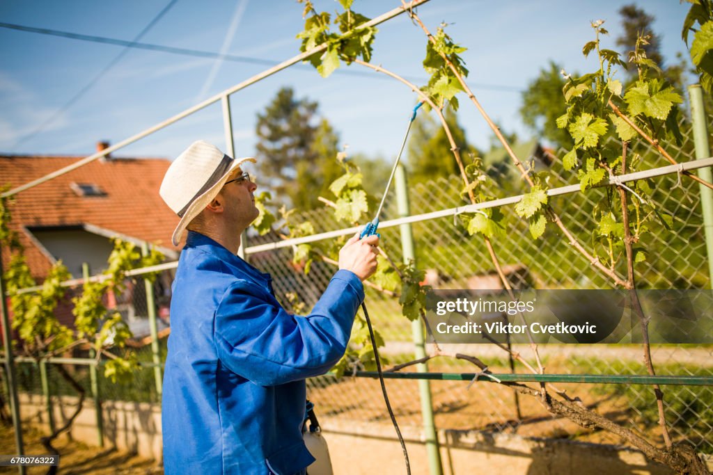 O produtor de vinhos da vinícola