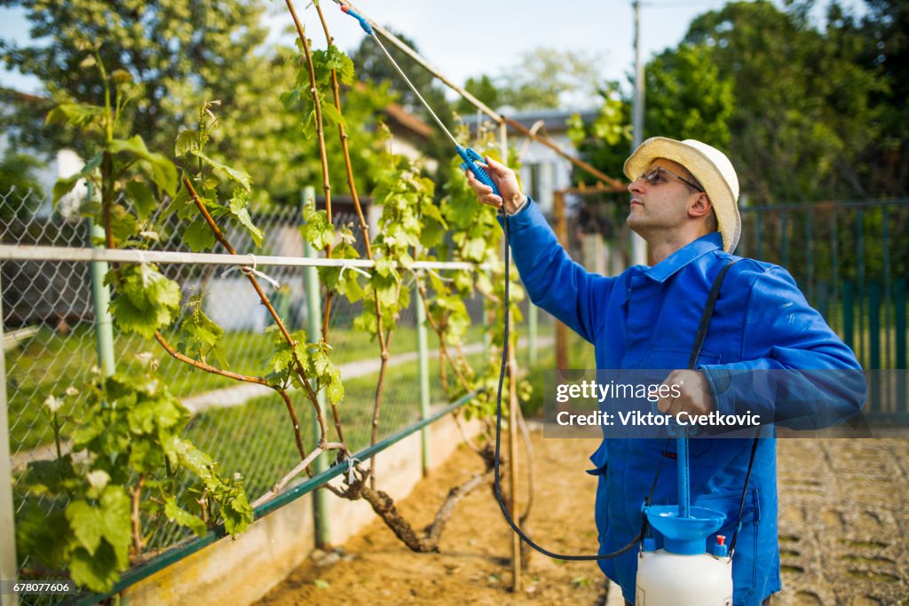 O produtor de vinhos da vinícola