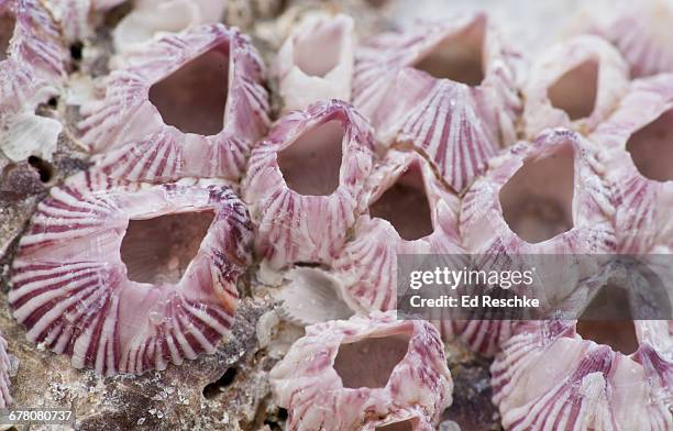 striped acorn barnacles - florida gulf coast - barnacle foto e immagini stock