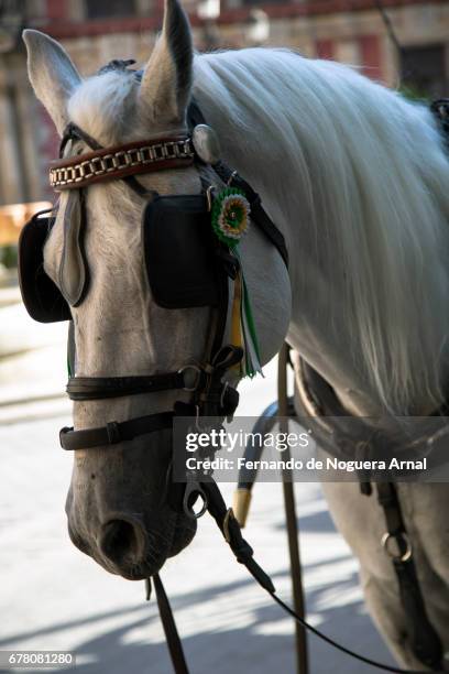 caballo - caballo blanco stock pictures, royalty-free photos & images