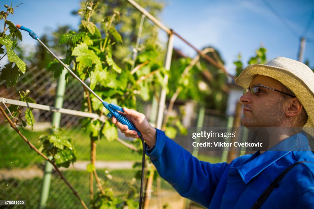Winemaker in vineyard