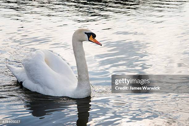 mute swan in lake - cigno foto e immagini stock