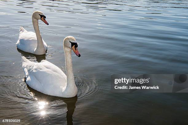 mute swans in lake - cigno foto e immagini stock
