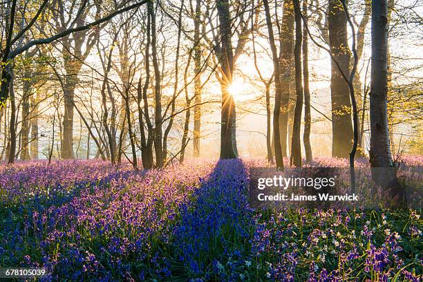 bluebells in mixed woodland at sunrise - european spring bildbanksfoton och bilder