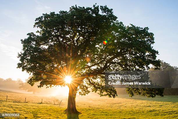 oak tree at sunrise - tree sunlight stock pictures, royalty-free photos & images