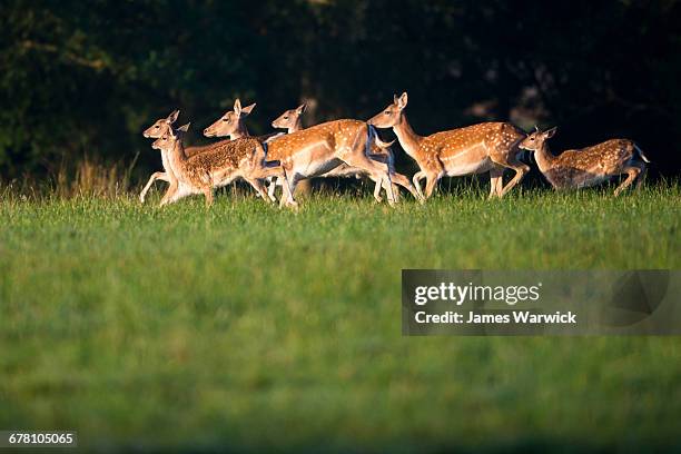 fallow deer herd on the move - speckled sussex stock pictures, royalty-free photos & images