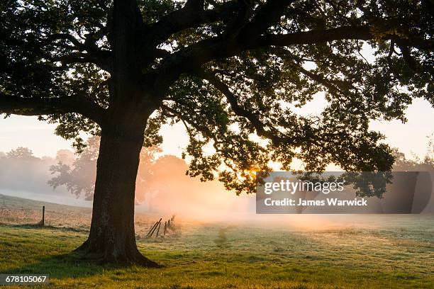 oak tree at sunrise - eichenwäldchen stock-fotos und bilder