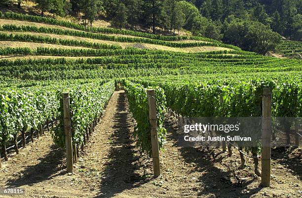 Rows of grape vines grow June 20, 2001 at a vineyard in Napa, California. The Glassy Winged Sharpshooter bug is thought to be spreading Pierces...